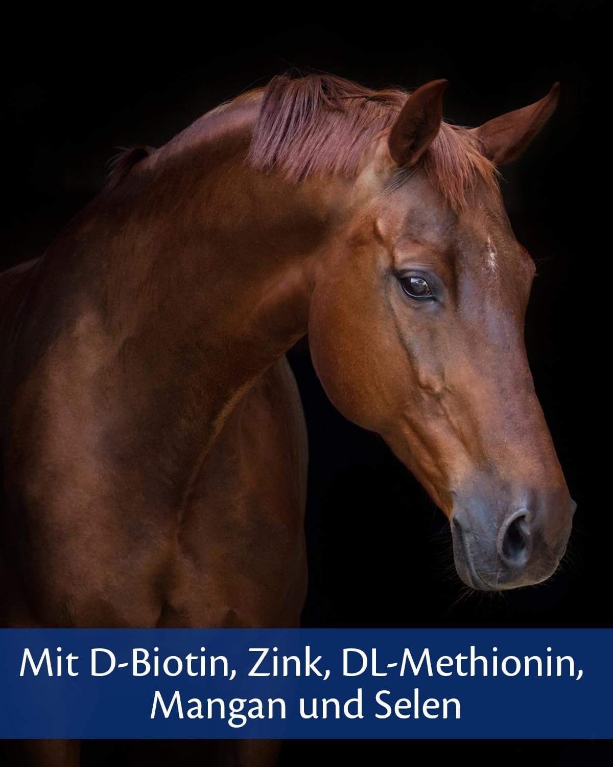 EQUISTRO® Kerabol Biotin| Ergänzungsfuttermittel für Pferde | Fördert ein gesundes Hufwachstum und Fellwachstum| Soforthilfe bei geschädigtem Hufhorn | 1.000g