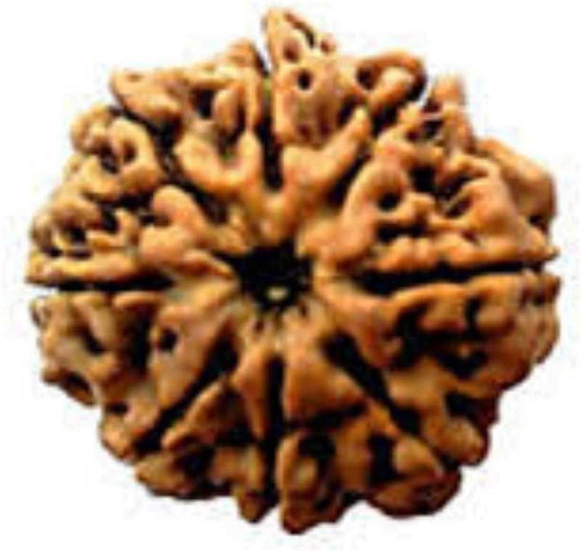 SHIVOHAM Certified 8 Mukhi Nepali Rudraksha (18-21 mm Size) Good Shape & Matured Bead