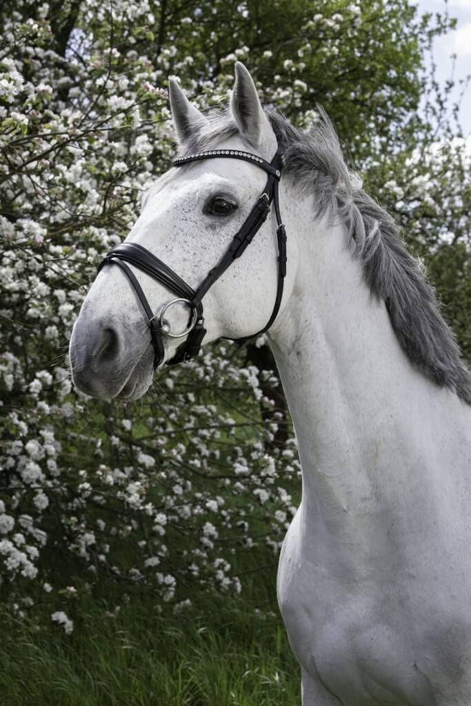 BLCK 301831202 301831202 Riding Equipment NORTON PRO BRID.