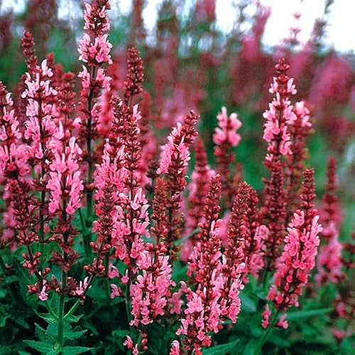 宿根草 苗 サルビア ローゼンワイン ９ｃｍロングポット バラに合う 耐寒性 耐暑性 しゅっこんそう 多年草 ペレニアルのサムネイル