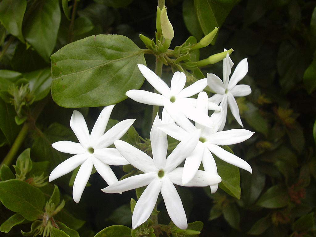 Aiden Gardens Dwarf Jasmine Plants Jasmine grandiflorum Fragrant