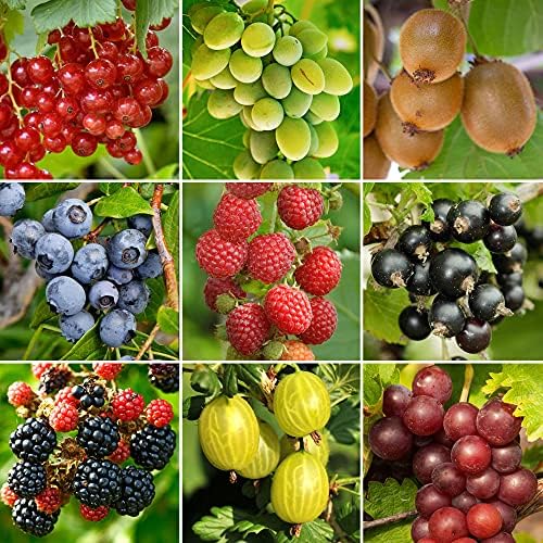 3 x Potted Fruit Plants | Grow Your Own Fruit | Outdoor Plants Garden ...