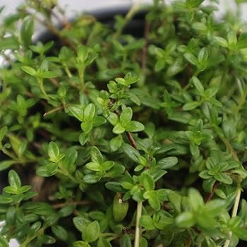 Amazon.co.jp: ハーブ苗 クリーピングタイム 4個セット【おうち