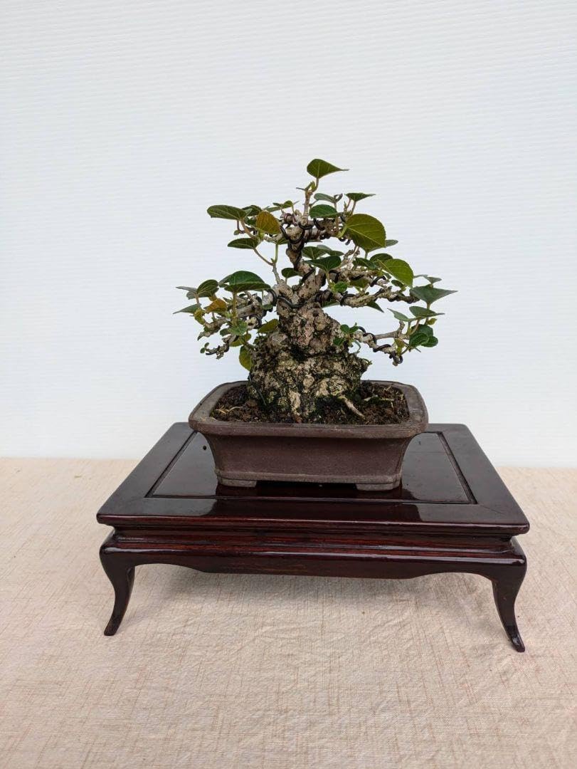 ✨✨✨オオハマボウ【◎マニアックNo.１】検/ユウナ/涼盆栽/麗イボ オオハマボウ （ユウナ） | GREEN LUCK