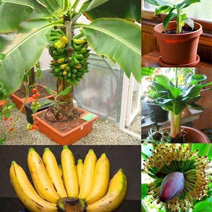 Image of Live Banana Fruit Plant (Musa) - Healthy Hybrid Fruit Tree for Home Garden & Outdoor | Dwarf Variety Banana Plant with Small Black Plastic Pot | 1 Pc