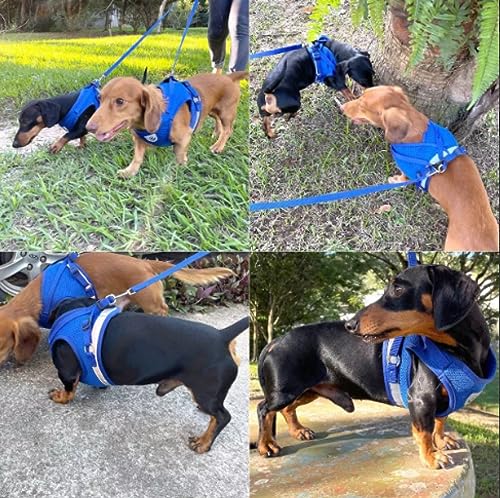 Guia + Coleira Peitoral / Cachorro Porte Pequeno E Medio
