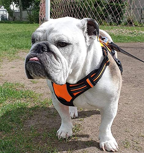 rabbitgoo Hundegeschirr Mittelgroße Hunde, Anti Zug Geschirr mit Kontrolle, No Pull Verstellbar Hundegeschirr Grosse Hunde, Atmungsaktiv Reflexstreifen Brustgeschirr Sichere Führung Orange XL