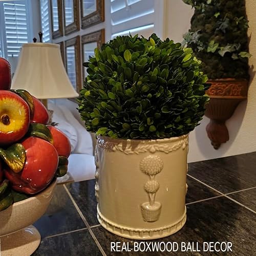 Miniatura 10 de Árbol boj ornamental bien conservado en maceta de terracota, planta verde para decoración del hogar (de bola única, 41 cm de alto), 20"