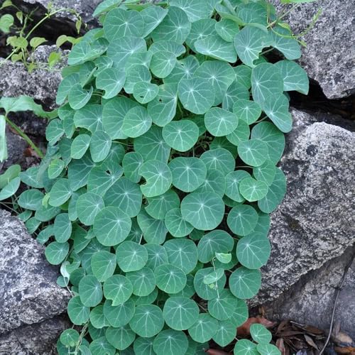 200 pezzi semi interni - perenni resistenti, resistenti per giardino, esotici giardino di stephania erecta