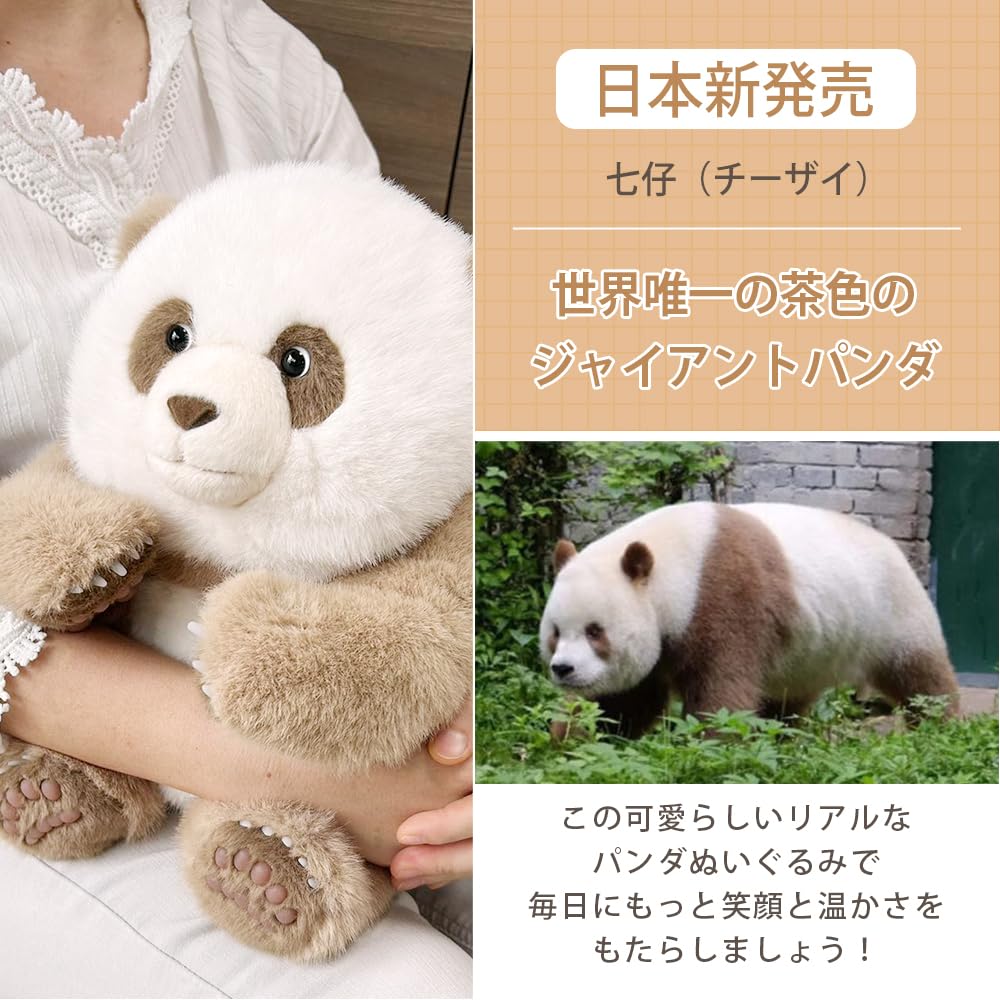 Amazon.co.jp: 世界唯一のチョコレート色パンダ 七仔 チーザイ パンダ
