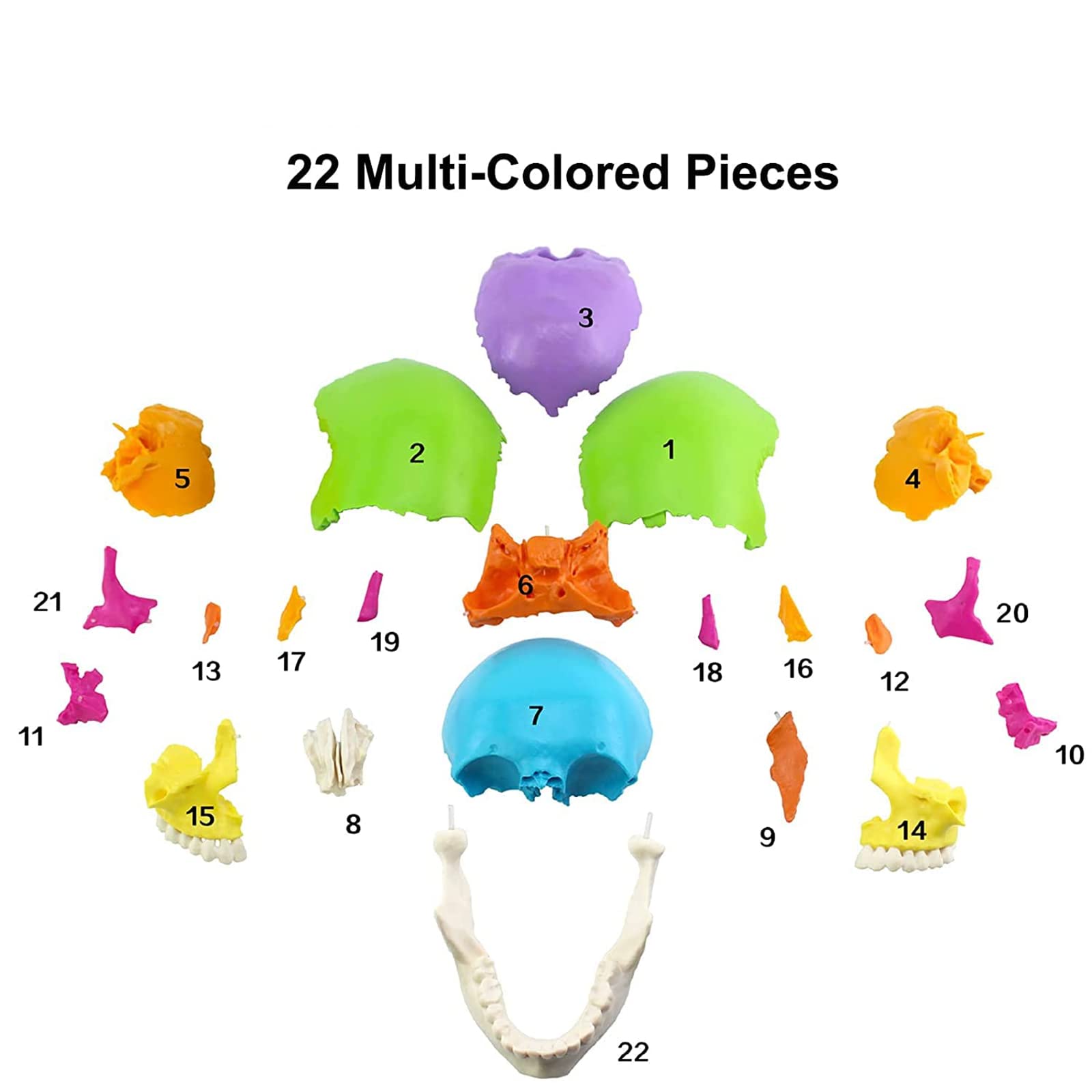 Modèle de crâne Humain Grandeur Nature, modèle de crâne Anatomique éclaté Multicolore de 22 pièces, réplique de crâne Humain 1:1 pour l'enseignement médical et l'étude