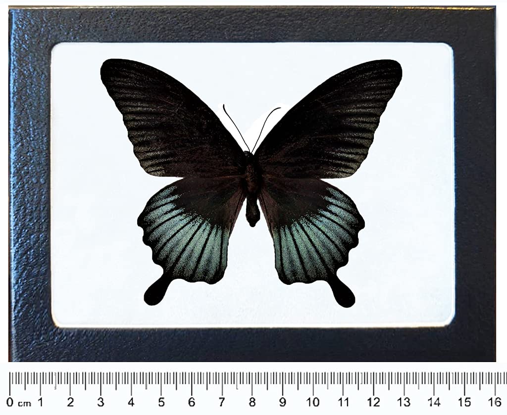 BicBugs P. lowi Male Blue Black Butterfly Malaysia Framed