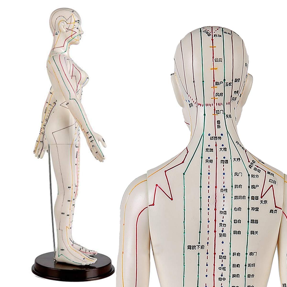 Sjdopulse Women's 60Cm Acupuncture Model - Medicine Acupunctur Model - Human Acupuncture Model - For Herbalist Doctor Figurine Body Chinese Acupuncture Clear Meridians And Acupuncture