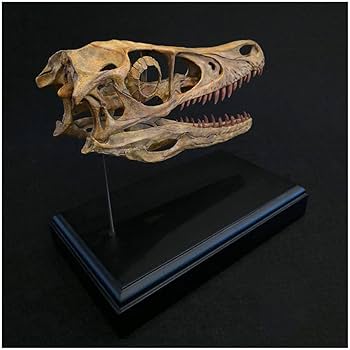 頭蓋骨置物 約15cm Amazon.co.jp: ヴェロキラプトルの頭蓋骨モデル - 恐竜樹脂