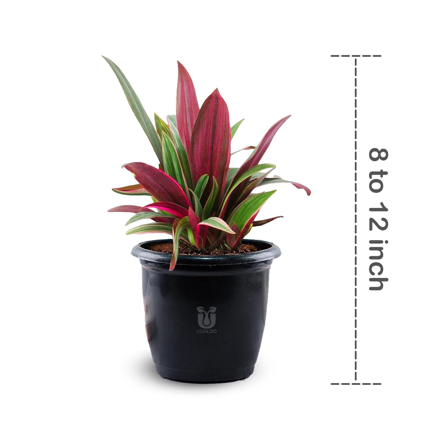 UGALOO Oyster Indoor Plants for Living Room | Live Plants | Plants with White Pot for Home & office | Air purifier plants | Plants for Home Decor (Oyster Plants) 1
