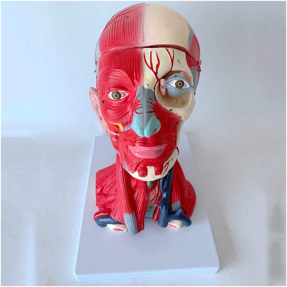 Sjdopulse A Human Head Natomical Brain Model - Medical Natomical Human Brain Model - Medical Human Head Nd Neck Muscles Nd Blood Vessels Ttached To The Brain Head Brain Model (A)