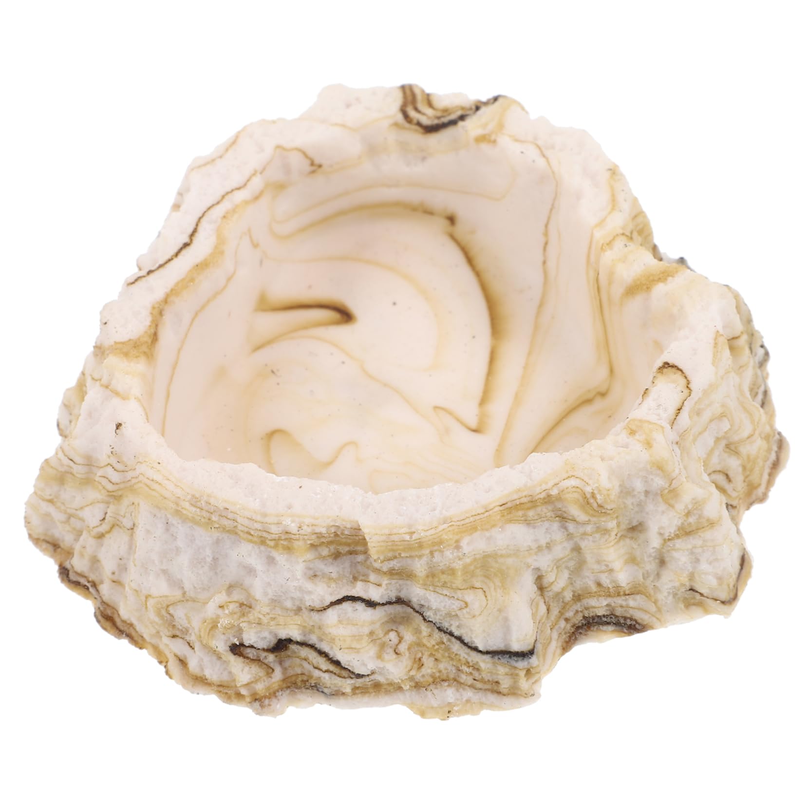 Toddmomy 5piezas Tazón De Alimentación y Agua para Reptiles Plato De Resina para Terrario Diseño Estable y Duradero para Comida y Bebida De Mascotas Reptiles Accesorio De Terrario para