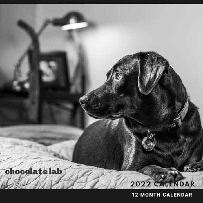 Buy Chocolate Labs Calendar 2022 Just Chocolate Lab Squared Monthly