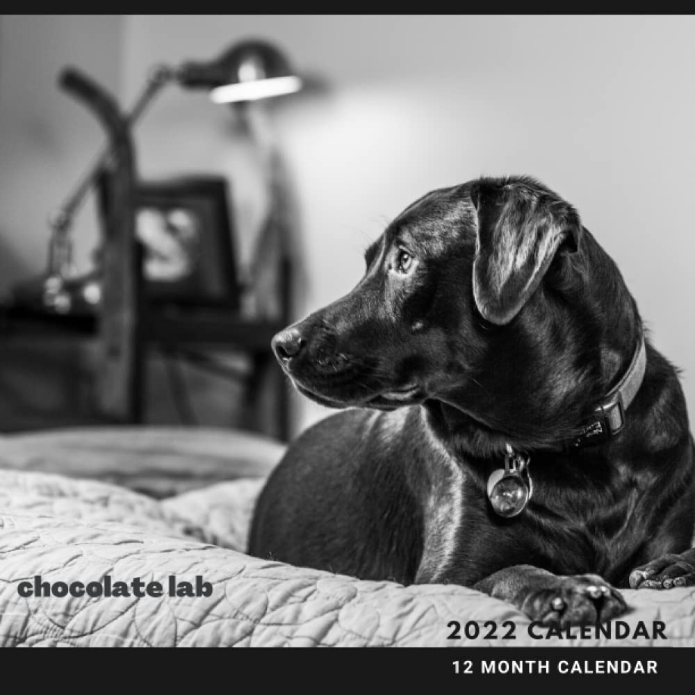 Buy Chocolate Labs Calendar 2022 Just Chocolate Lab Squared Monthly