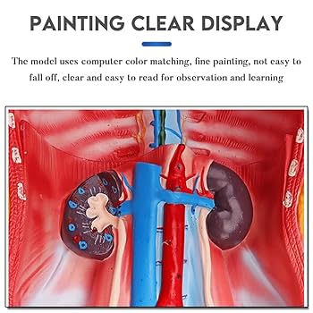 人体模型 約170cm プラスチック製 71uUK-KLiDL._AC_UF350,