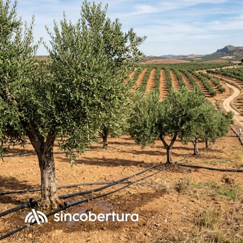 Cuánta agua necesita un olivo en regadío