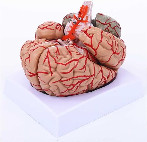 Modelo craneal de arteria cerebral humana, modelo cerebral anatómicamente preciso 8 partes Anatomía del cerebro humano para ciencia Exhibición de
