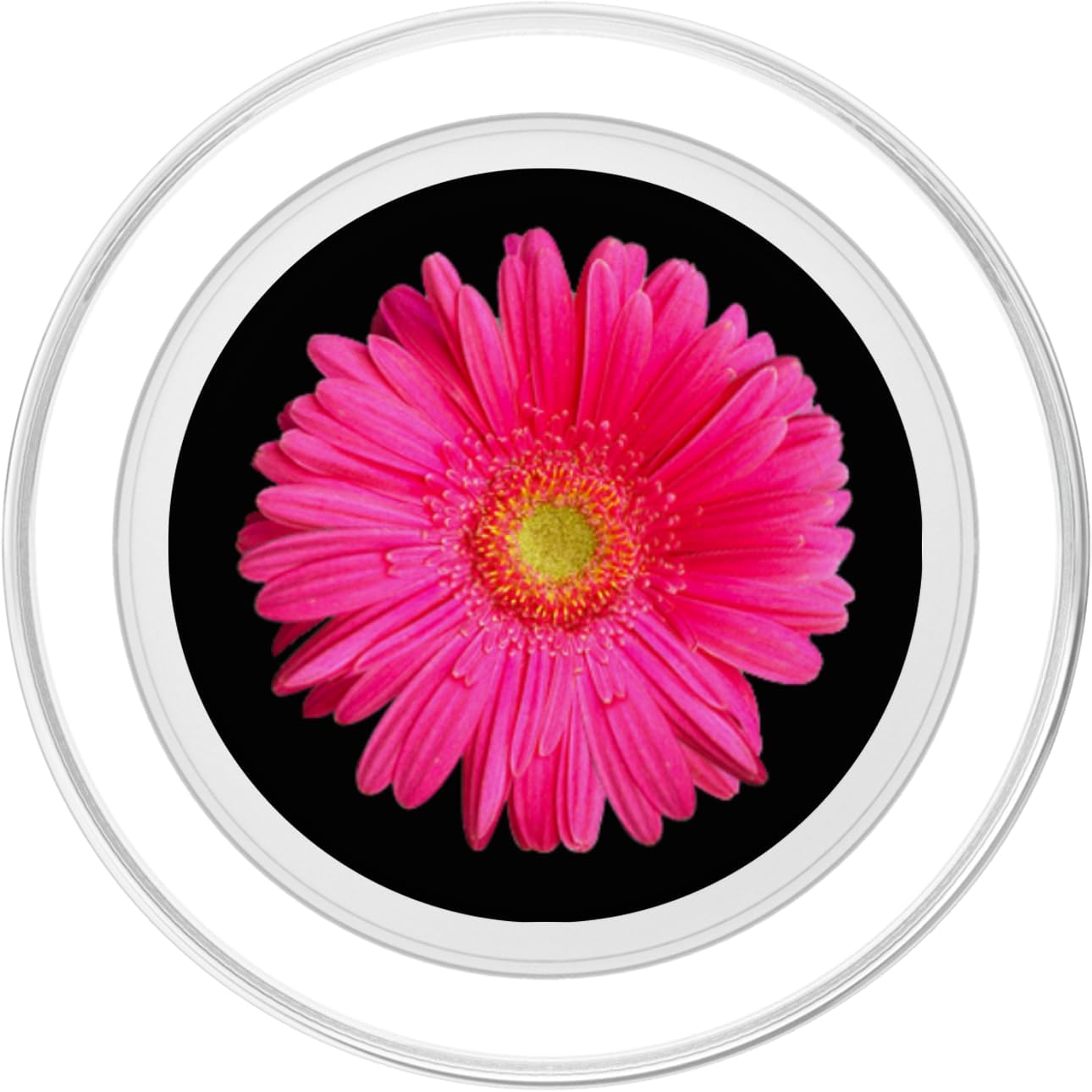 Gerber Daisy Flower Pink Fuchsia Phone Stand PopSockets MagSafe PopGrip for iPhone