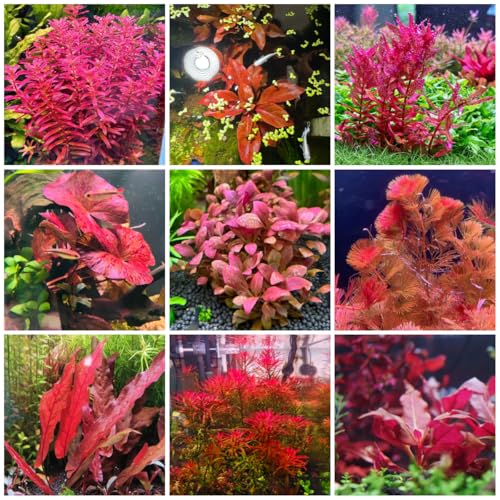 semillas para acuáticas, sostenible raras acuario semillas orgánicas de acuario decoración sala estar decorativo regalos inusuales oficina 300pcs