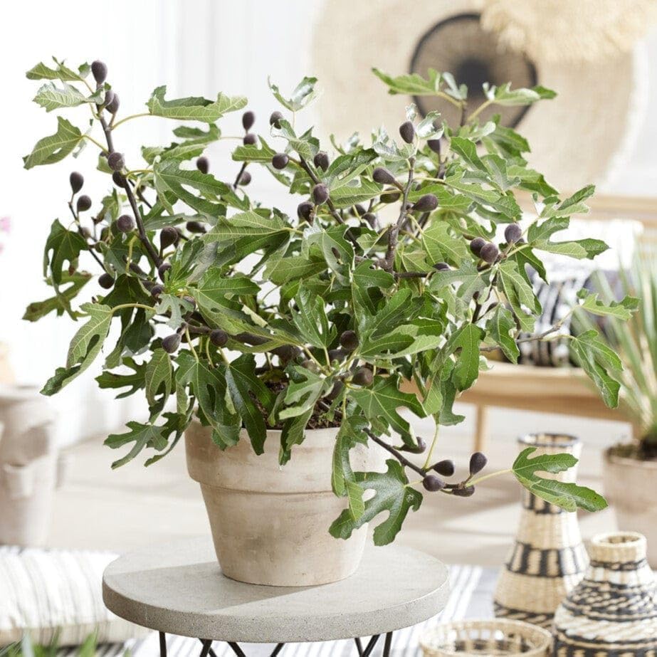 Roots Plants Premium 'Little Miss Figgy' Dwarf Fig Tree Live Outdoor Plant – 3L Pot, Compact Patio Fruit Tree Shrub, Sweet Dark Purple Figs, Fully Hardy & Self-Fertile for Gardens & Balconies