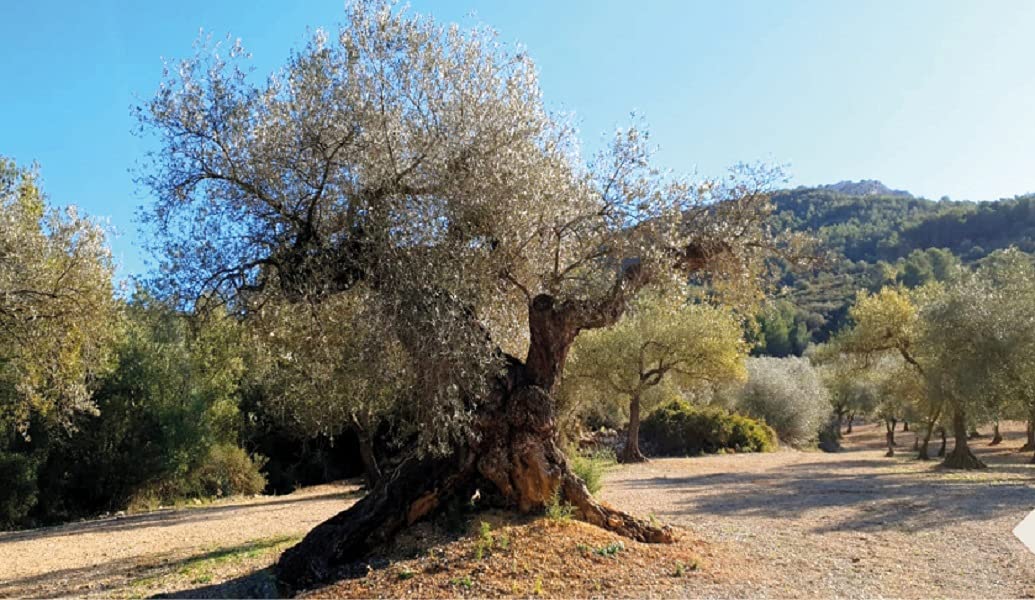 Casalbert. Huile de grignons d'olive espagnole. Huile idéal pour les fritures. 5 Litres