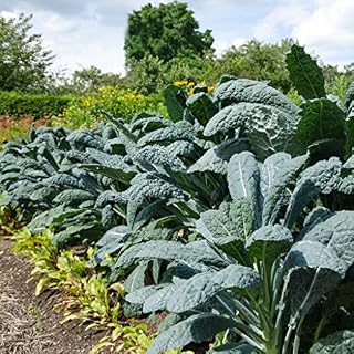GROSEEDS - Vegetable Seeds, Kale - Nero Di Toscana, V-KAL-01, 400 Seeds Minimum Per Packet.