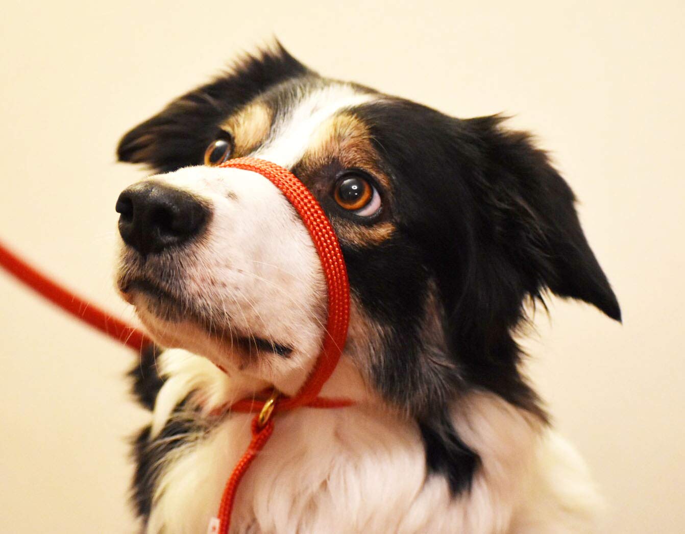 K9 Bridle - to stop your dog pulling (Small, Red)