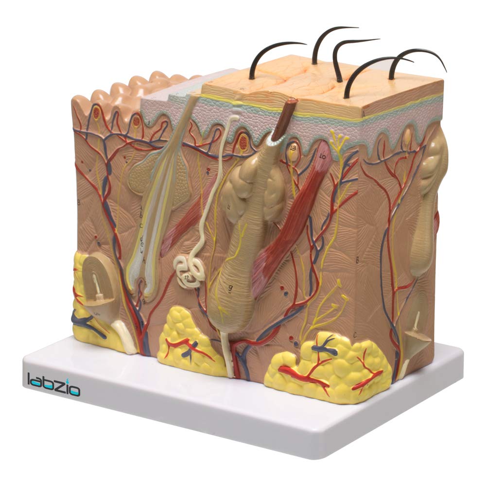 Labzio - Human Skin model Anatomical Skin Magnified Tissue Structure with Hair comes on a base, with coloured key card included (B07QN2W98Q) Amazon Price History, Amazon Price Tracker