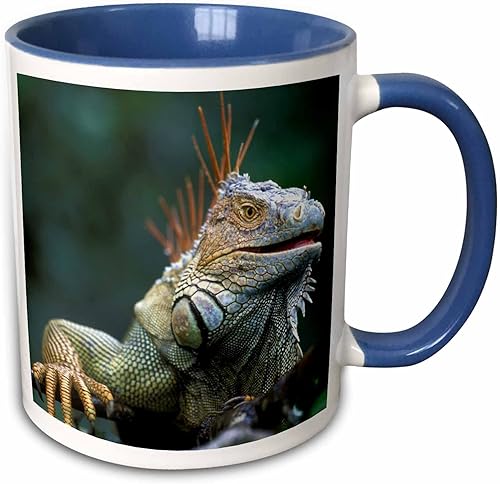 3dRose Costa Rica, Muelle San Carlos, Iguana lagarto-SA22 PSO0005-Paul Souders - Taza de dos tonos, 11 onzas, azulblanco