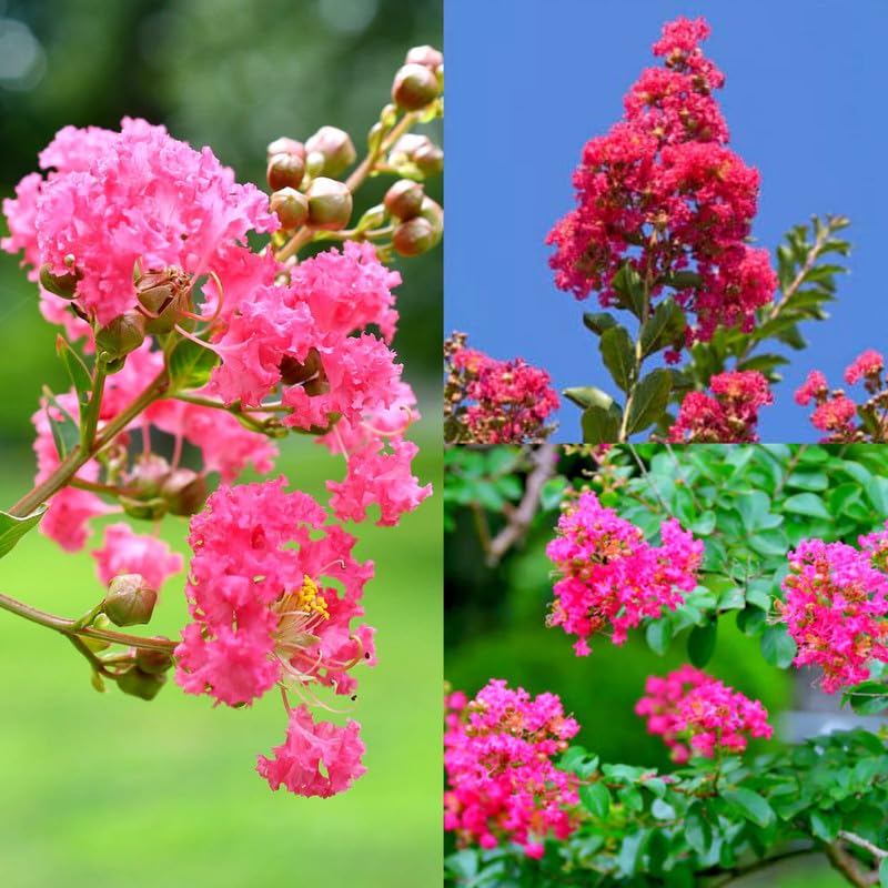 Rare Pink Furush Flower - Jarul Tree Crepe Myrtle (Ready to Bloom) Pride of India Live Queen's Flower Plant for Home Garden and Landscaping (Pack of 1 Healthy live plant)-image-1
