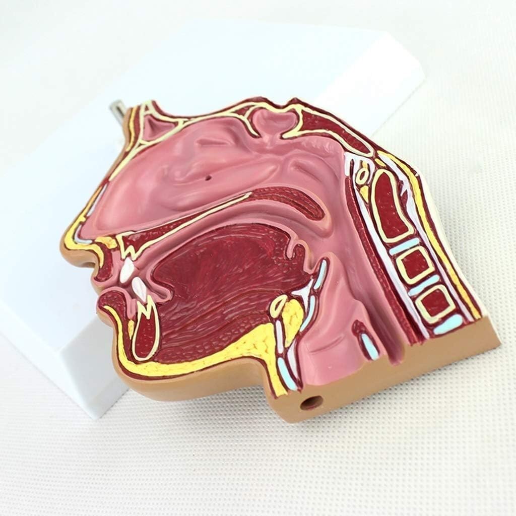 Xiaoxu Modelo de anatomía Humana para el Aprendizaje, Material didáctico Educativo, demostración Detallada de anatomía médica para Estudiantes y Profesionales, Aula y el Estudio.