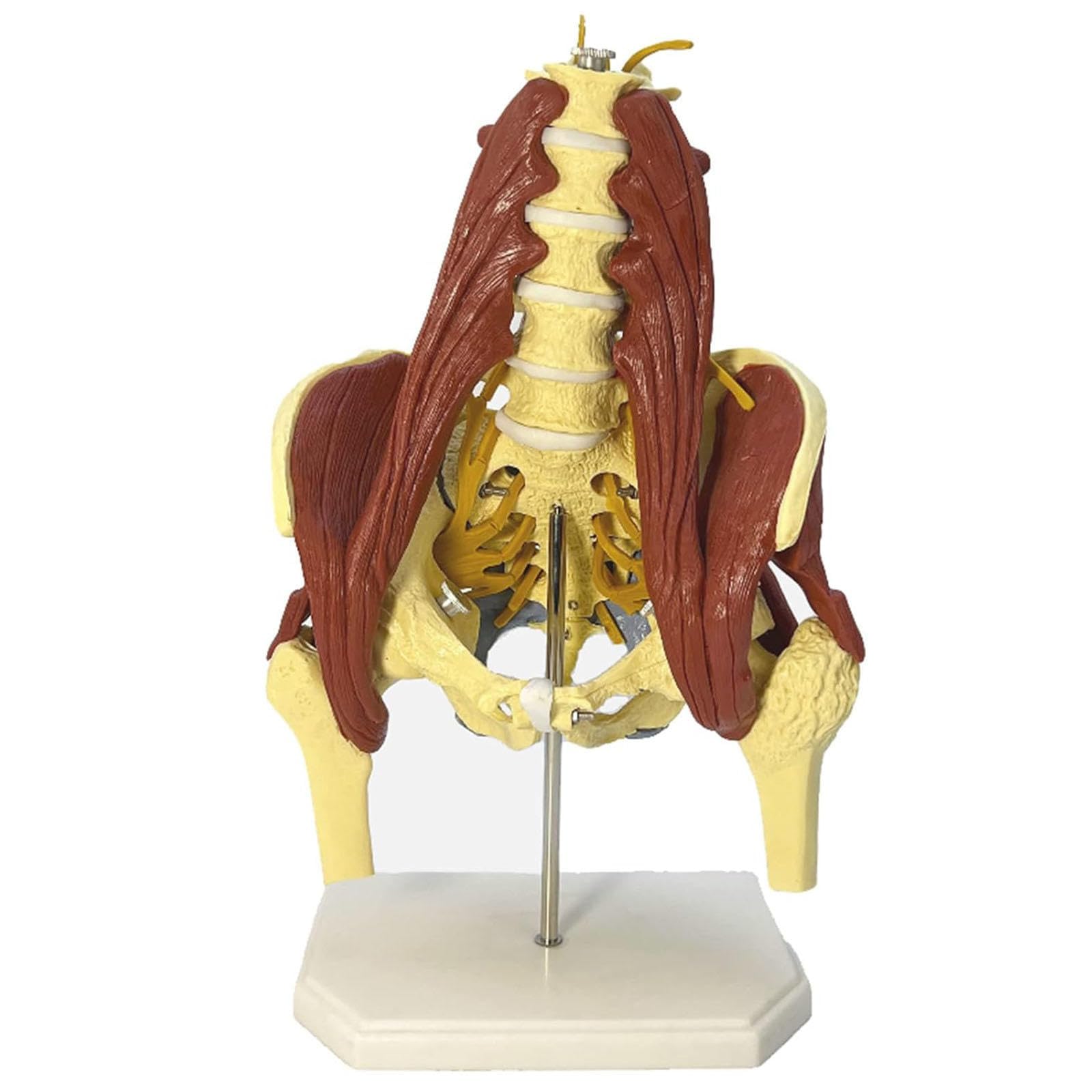 COYEUX Human Lumbar Spine Bone Model, Female Pelvis Model, Medical Science Pelvis Spine Model, with Muscle, for Medical Research and Educational Practice