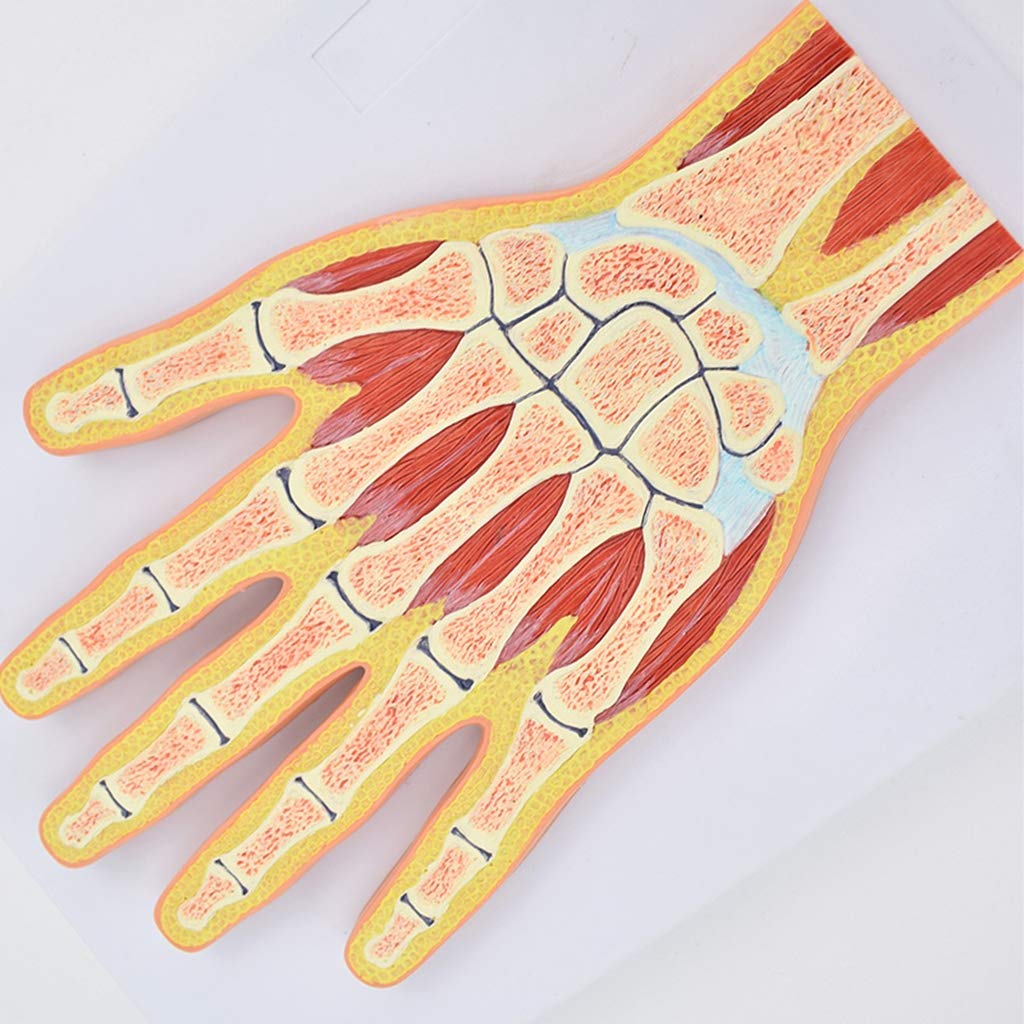 Sjdopulse Hand Joint Model - Medical Anatomical Human Joint Model - Skeletal Muscle Joint Anatomical Orthopedic Human Anatomy Science Models Medical Teaching Model