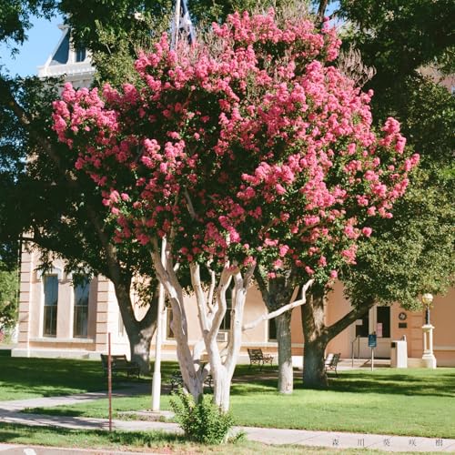 あの日の僕らへの商品画像