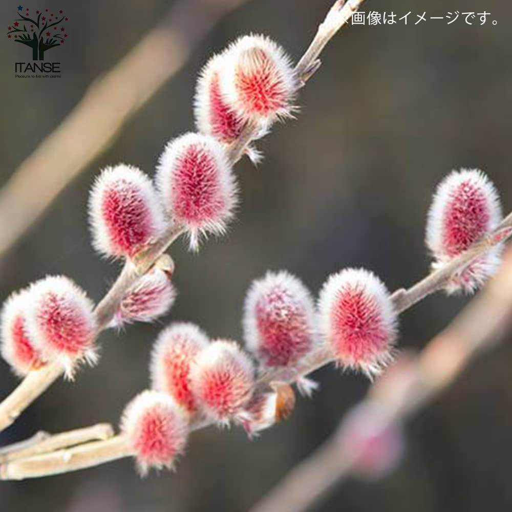 ピンクパールねこやなぎ♡抜き苗② ピンクパールねこやなぎ♡抜き苗② 国華園オンラインショップ