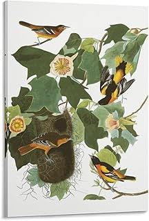 generic Baltimore Oriole by John-James Audubon John J. Birds of America 12 Art Poster Canvas Painting Decor Wall Print Photo Gifts Home Modern Decorative Posters Framed/Unframed 08x12inch(20x30cm)