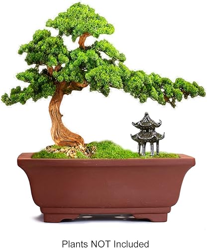 Miniatura 3 de Dahlia - Macetero de barro (zisha) para suculenta con plato para drenaje