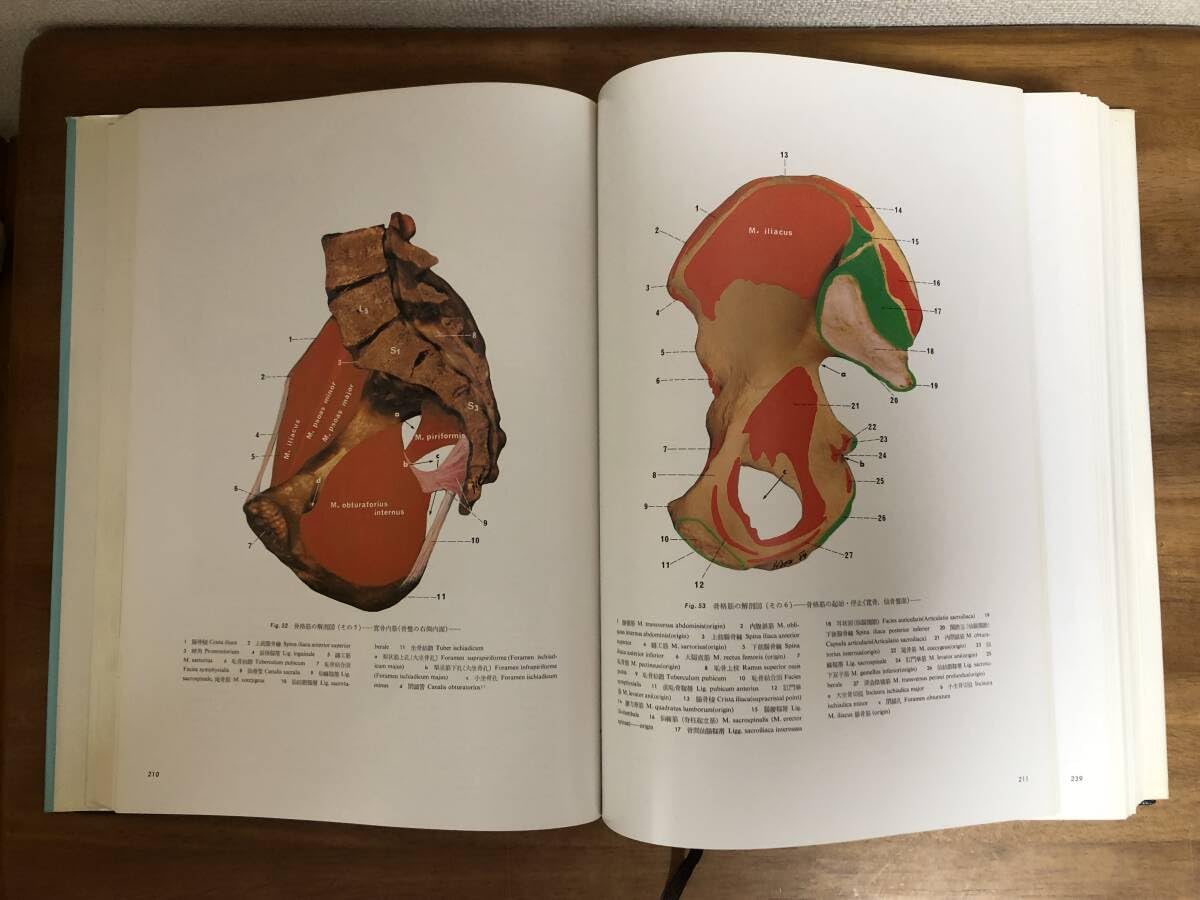 【良品・絶版】チャートブック／ 骨格筋の解剖 ／医学博士 川原群大 編著 良品・絶版】チャートブック／ 骨格筋の解剖 ／医学博士 川原群