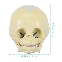 Vista 9 de Modelo anatómico de calavera humana – Modelo de cráneo de anatomía de cabeza esqueleto, modelo de 5.5 pulgadas para enseñanza médica, aprendizaje