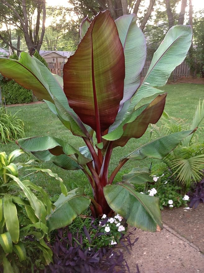 Greenursery Banana Outdoor Fruit Plant For Home and Garden with Pot (Pack of 1) (Red) (B0D3BD2RM8) Amazon Price History, Amazon Price Tracker