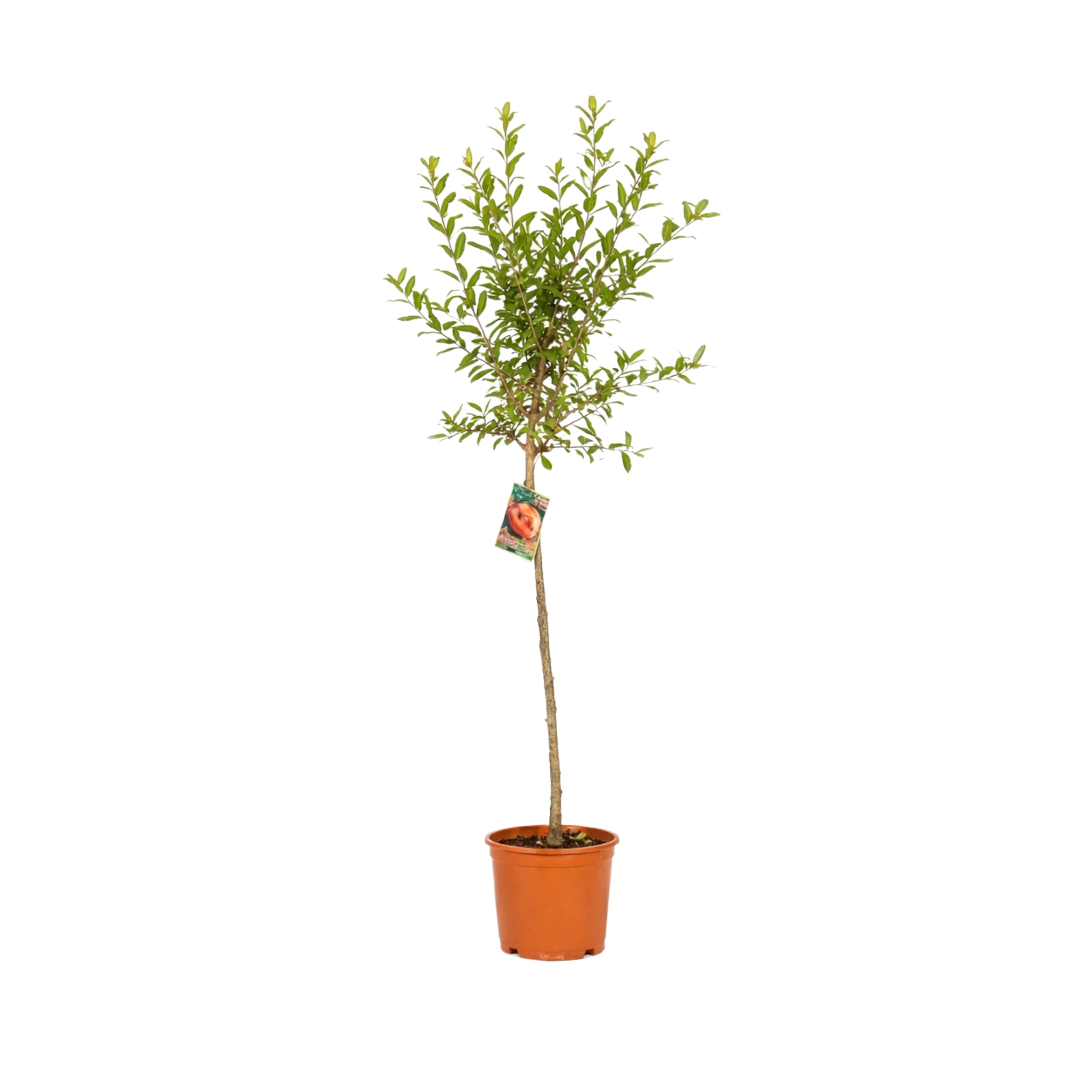 Granado Mollar de Elche en Maceta, 140 cm de alto, Árbol Frutal Exterior con Granadas Dulces, Planta Natural para Jardín Terraza Huerto, Arbol Ornamental Fácil Cultivo. Granado