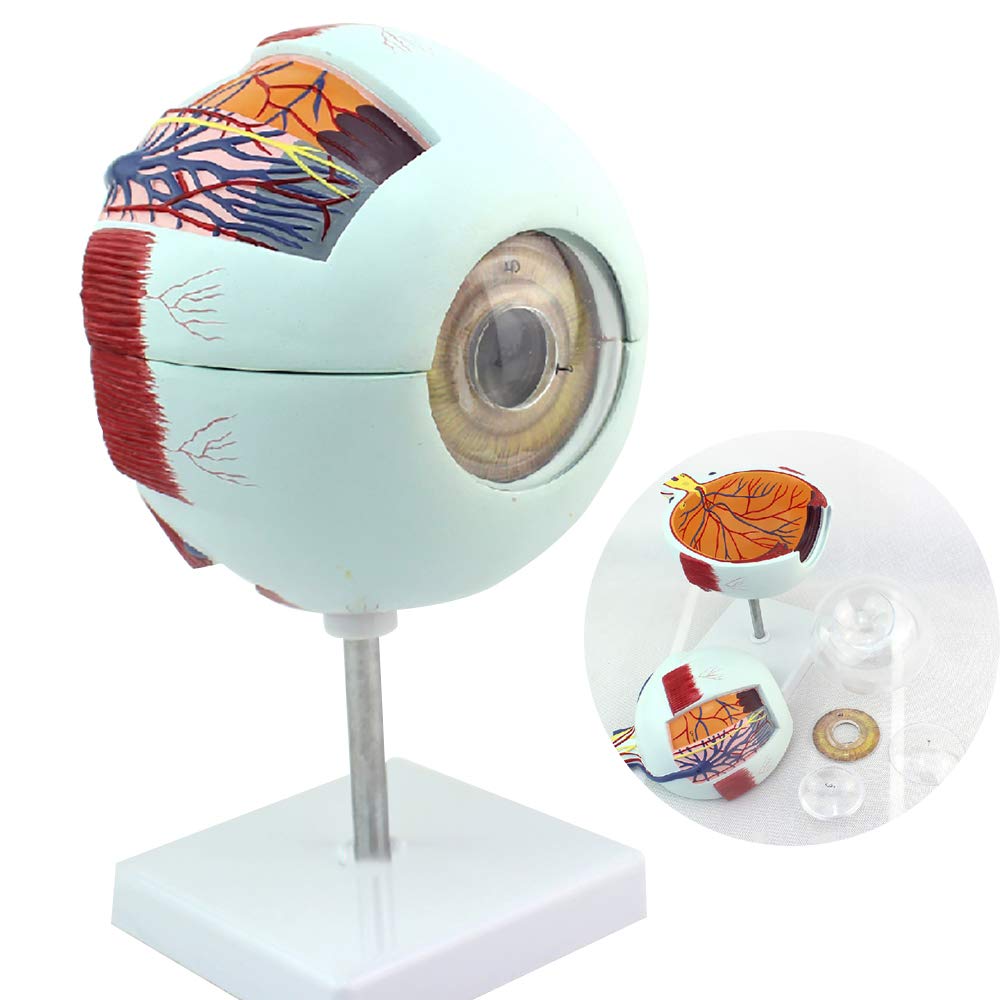 CNRGHS Eyeball Anatomy, Human Eye Model, Eyeball Model Eye Anatomy, Sensory Ophthalmology, ENT Model, Large Eyeball Structure Model for Medical Teaching Demonstration