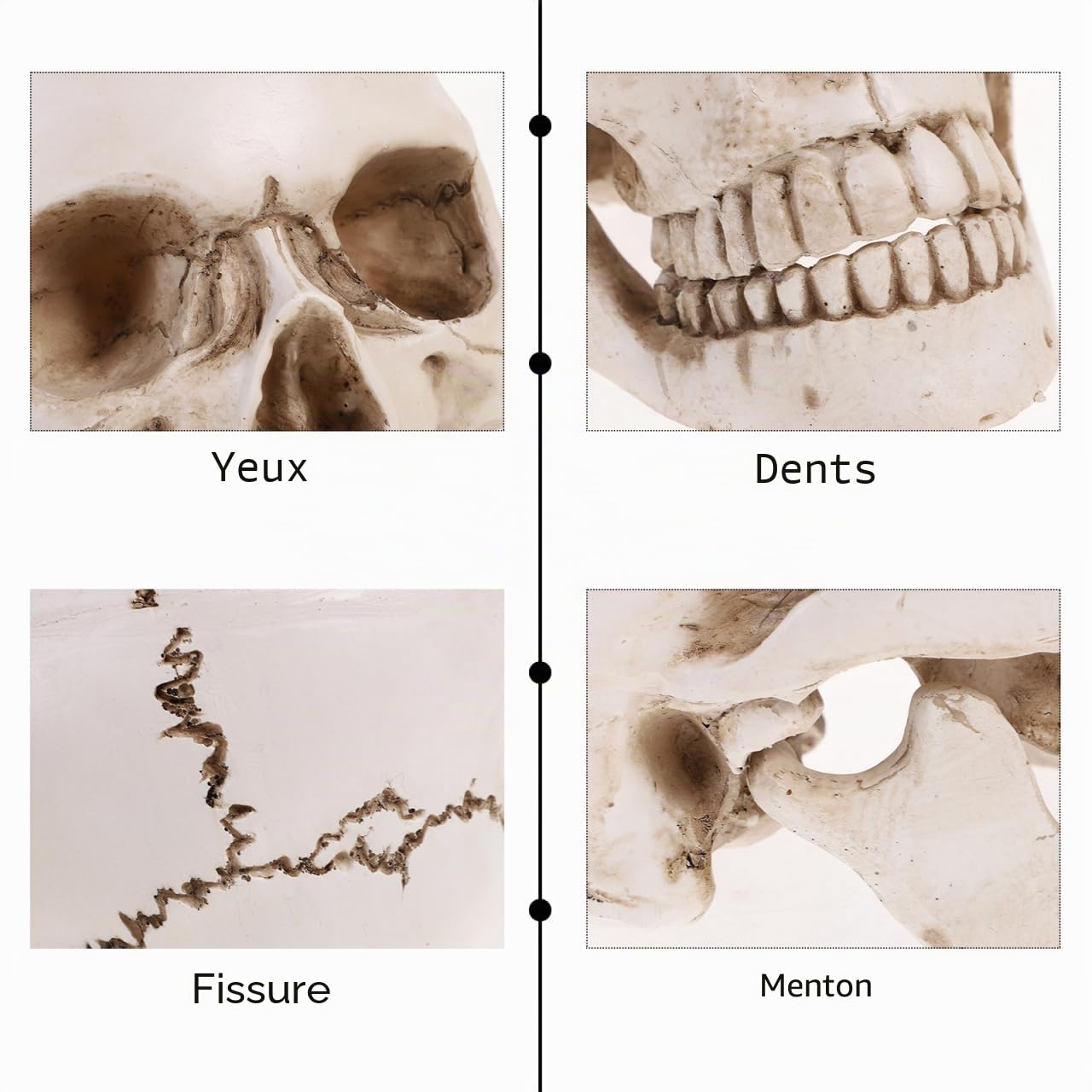 Amosfun ModèLe De CrâNe Humain 1:1 en RéSine Squelette Anatomique RéAliste pour l'enseignement Et La Recherche MéDicale Reproduction DéTails PréCis pour Les ÉColes Et Collections