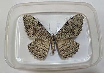 ナンベイオオヤガ 205mm 蝶標本 蛾標本 昆虫標本 ナンベイオオヤガ 205mm 蝶標本 蛾標本 昆虫標本