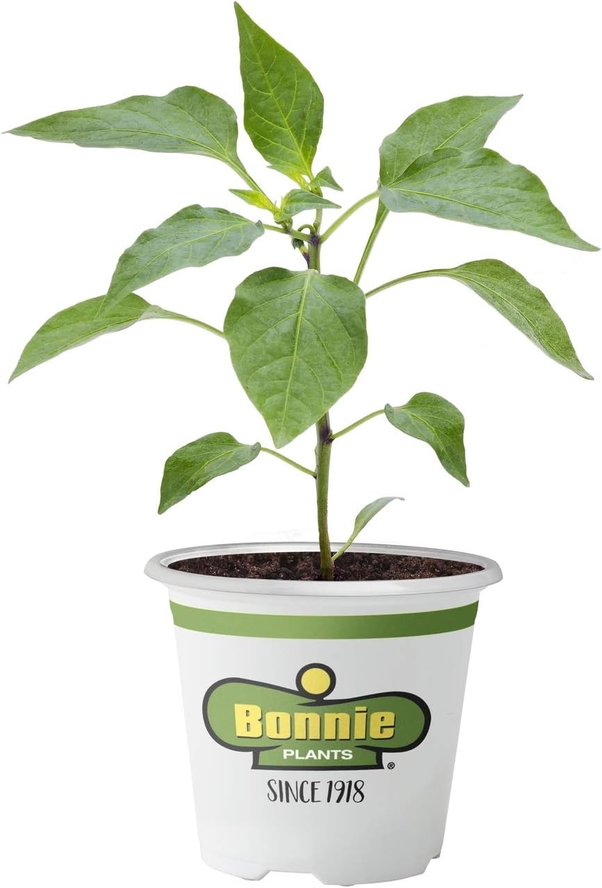 Bonnie Plants 2500 Jalapeno Pepper, 1-PACK